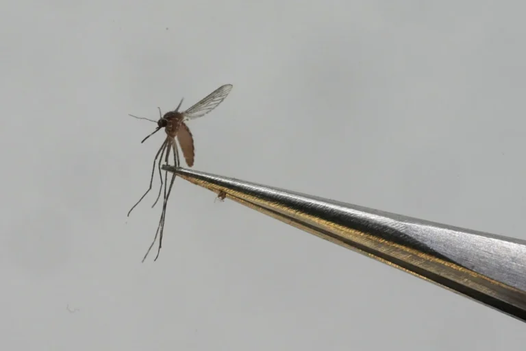 Dengue fever is on the rise in Mali with more than 20 deaths, health director says