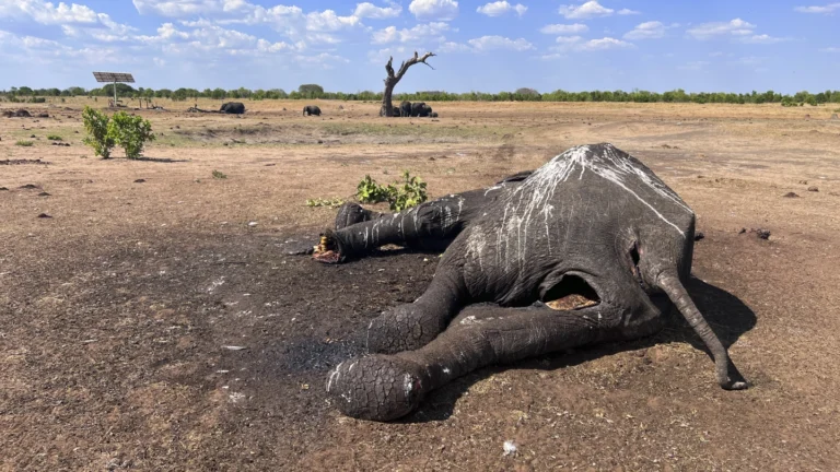 At least 100 elephants die in drought-stricken Zimbabwe park