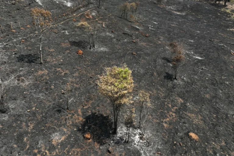 Brazil drought punishes coffee farms and threatens to push prices even higher