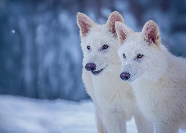 Scientists genetically modify wolves to have white fur and powerful jaws resembling those of the extinct dire wolf